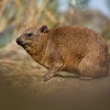 Daman skalni - Procavia capensis - Rock Hyrax o0483